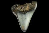 Bargain, Fossil Megalodon Tooth - North Carolina #124835-1